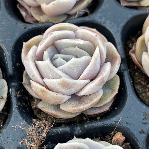 小蓝色惊喜3厘米左右满9.9元包邮多肉植物
