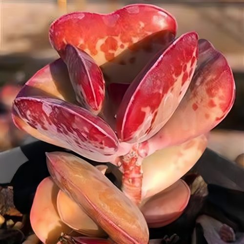 带盆爱心水泡4厘米左右多肉植物满9.9元包邮