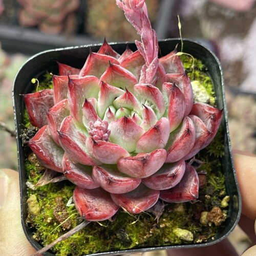 带盆黑天鹅4厘米左右满9.9元包邮多肉植物