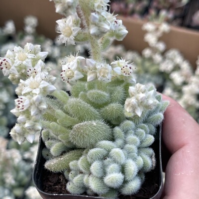 带盆信东尼5厘米左右满9.9元包邮多肉植物