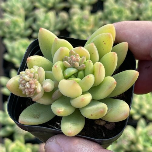 带盆春萌4厘米左右满9.9元包邮多肉植物