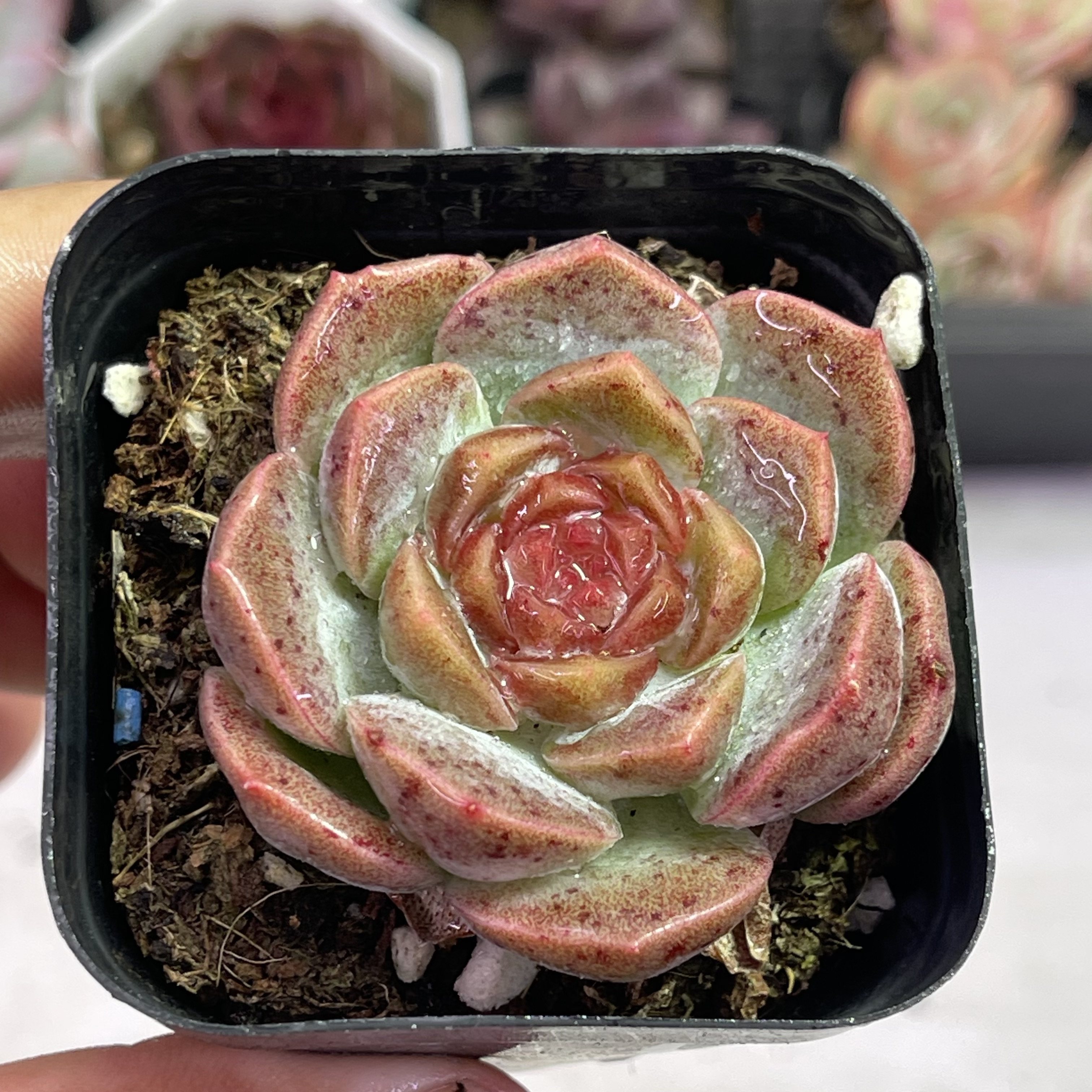 带盆梦幻泡影5厘米左右满9.9元包邮多肉植物,鲜花速递/花卉仿真/绿植园艺,多肉植物,淘宝优惠券,粉丝福利购,淘宝优惠卷