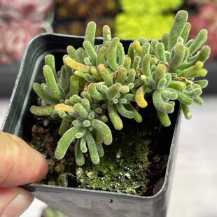 带盆冰晶枝干番杏5厘米左右满9.9元包邮多肉植物