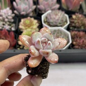 小星星雪3厘米左右满9.9元 包邮 多肉植物