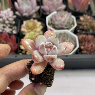 小星星雪3厘米左右满9.9元 多肉植物 包邮