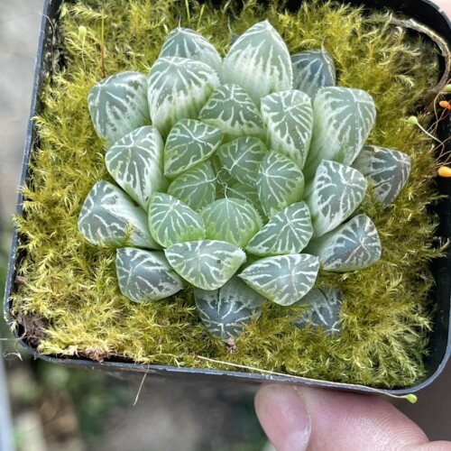 带盆白斑玉露4厘米左右满9.9元包邮多肉植物