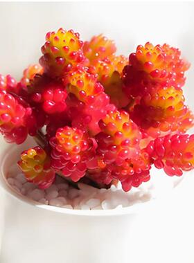 红色浆果2.5厘米左右多肉植物 满9.9包邮