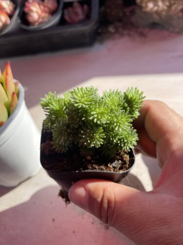 带盆球松  满9.9元包邮多肉植物