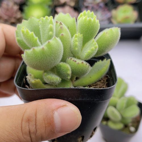 带盆绿熊 满9.9元包邮多肉植物