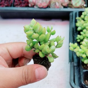 包邮 1颗小达摩福娘满9.9元 多肉植物