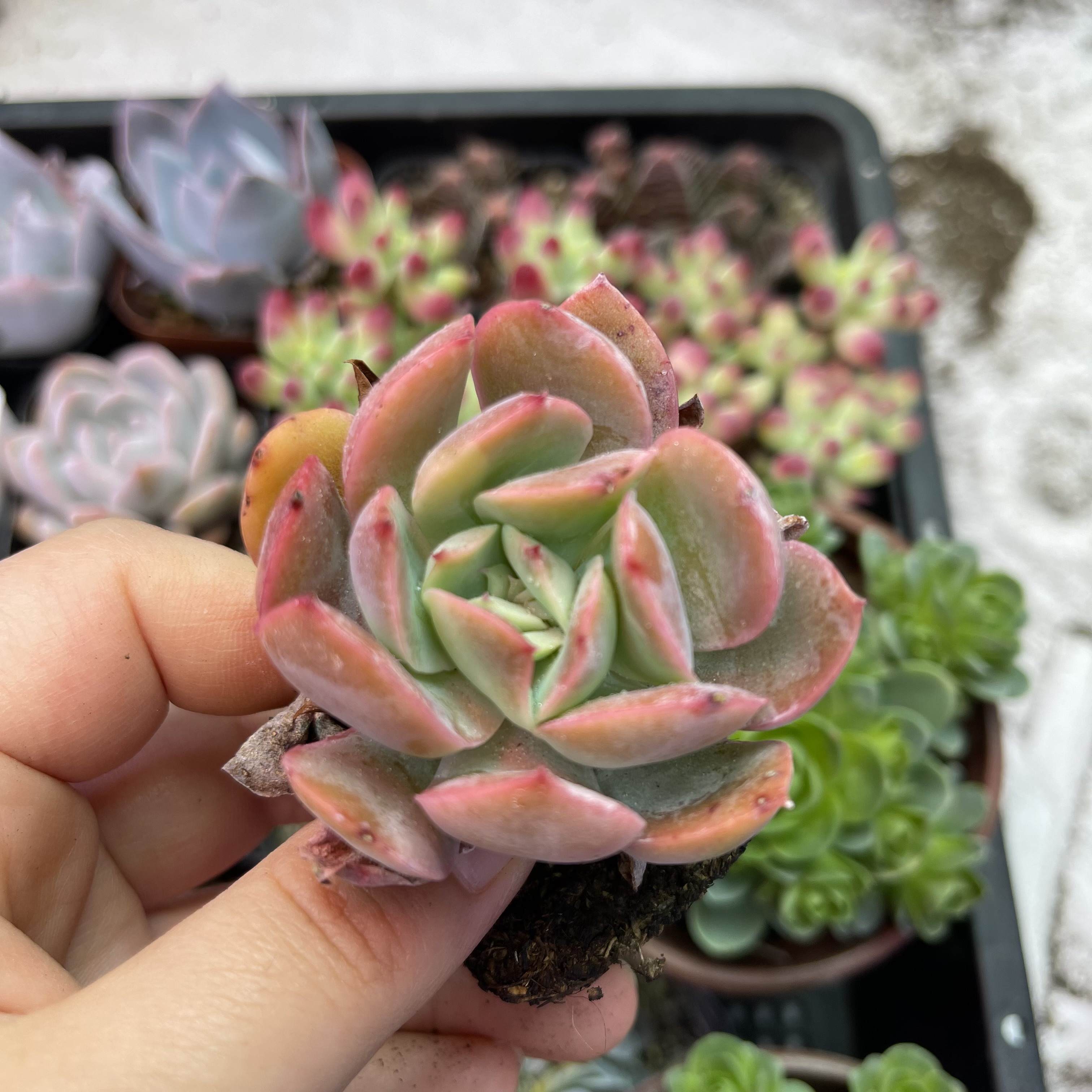 1颗绮罗  满9.9元包邮多肉植物