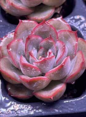 小猎户座3厘米左右满9.9元包邮多肉植物