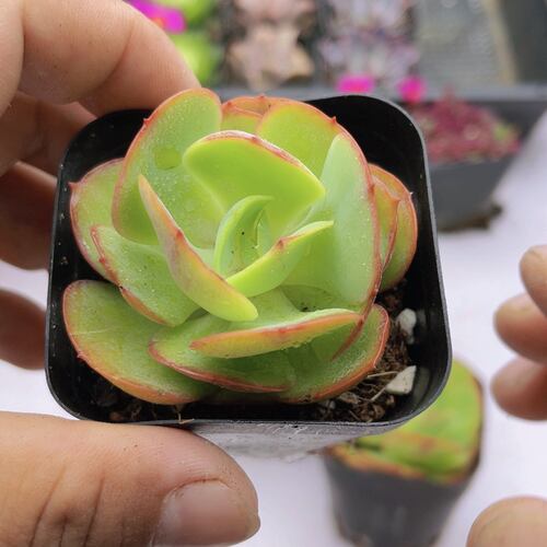 带盆碧桃  满9.9元包邮多肉植物