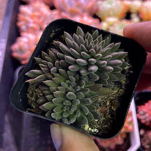带盆滇石莲5厘米左右满9.9元包邮多肉植物