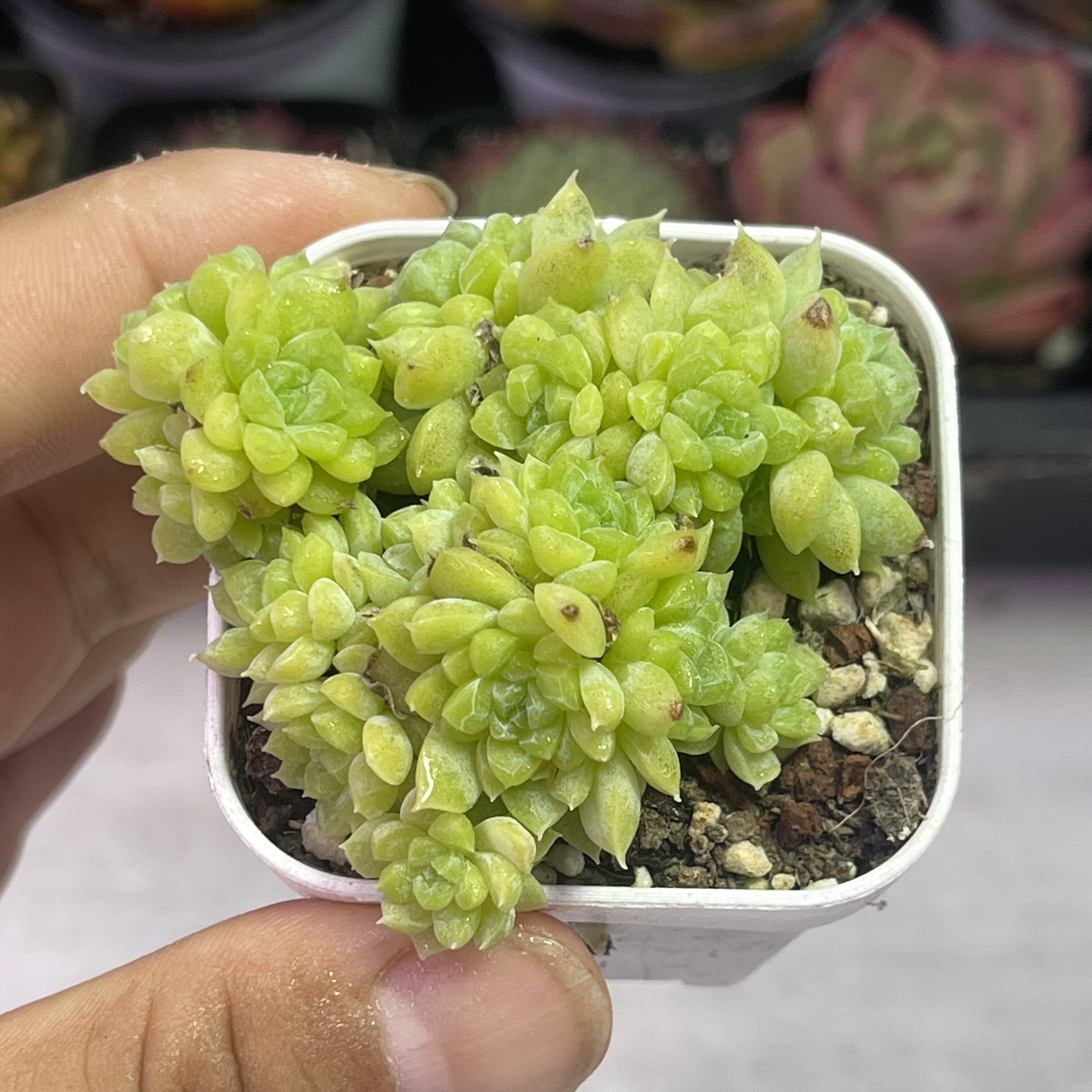 带盆绿宝石6厘米左右满9.9元包邮多肉植物