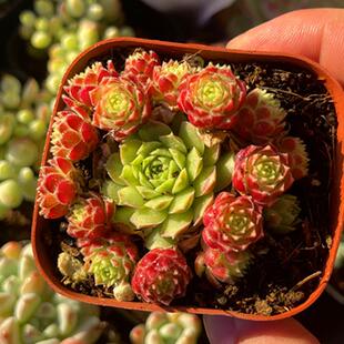 带盆爱德华长生草系列满9.9元包邮多肉植物