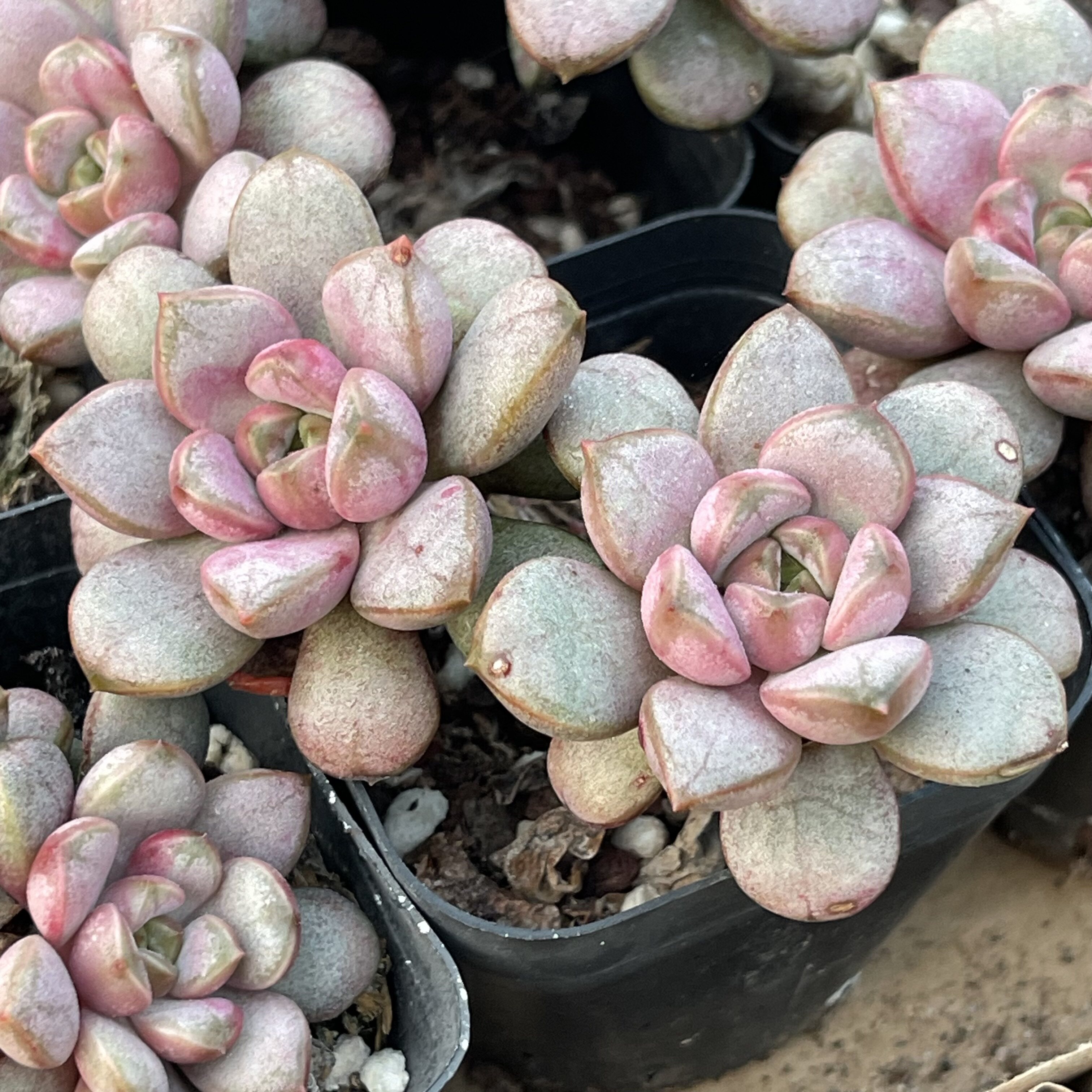 带盆双头紫葡萄5厘米左右满9.9元包邮多肉植物