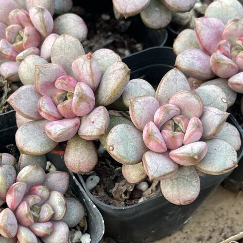 带盆双头紫葡萄5厘米左右满9.9元包邮多肉植物