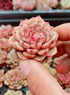 苯巴蒂斯3厘米左右满9.9元包邮多肉植物