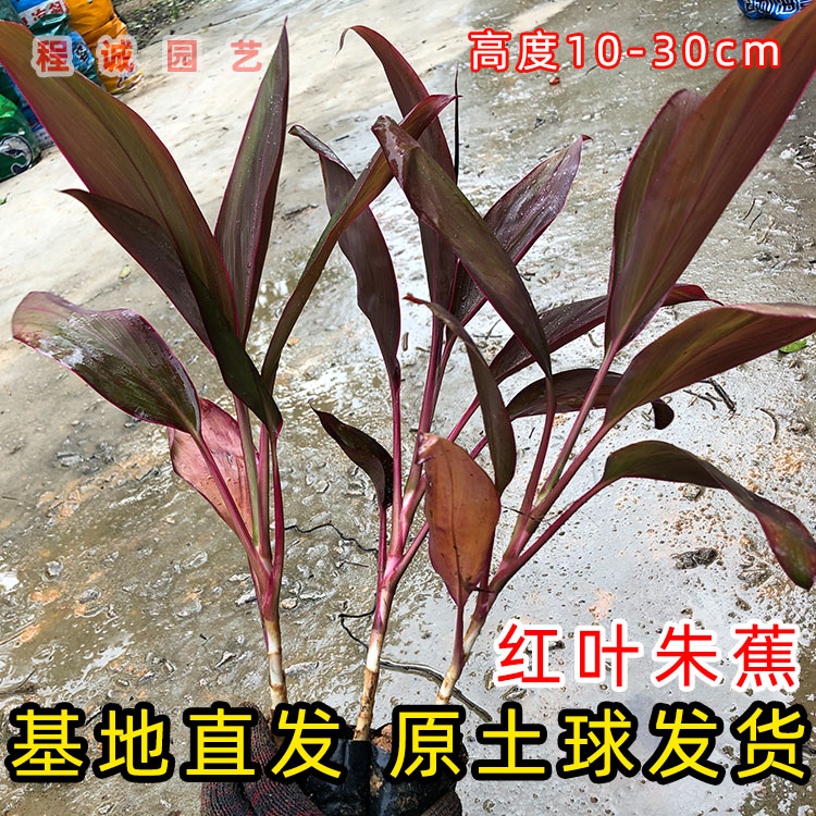 红叶朱蕉苗红铁红竹紫叶富贵竹