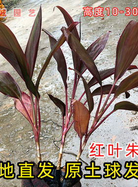 红叶朱蕉苗红铁红竹紫叶富贵竹