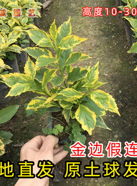 金边假连翘彩色苗木花坛灌木苗