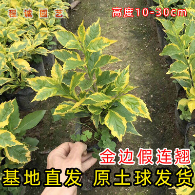 金边假连翘彩色苗木花坛灌木苗