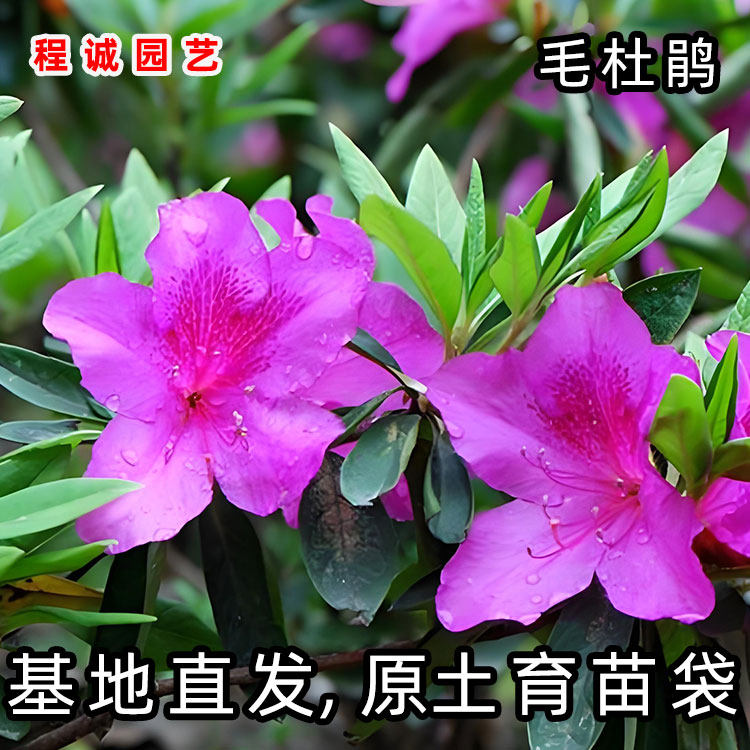 毛杜鹃花苗映山红紫花锦绣杜鹃图片