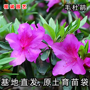 毛杜鹃花苗四季常青庭院耐寒花坛好养毛娟苗映山红紫花锦绣杜鹃