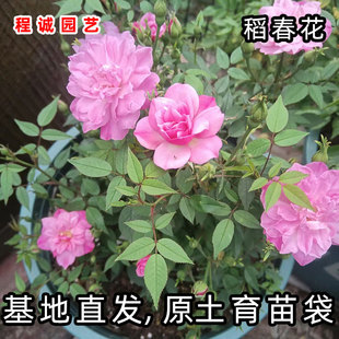 稻春花月月红庭院盆栽植物四季花闽南吉祥植物阳台绿植庭院屋顶