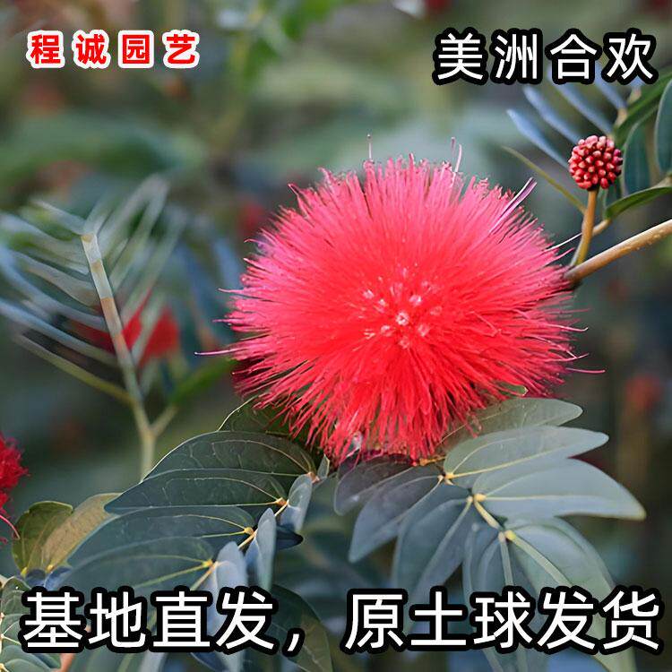 美洲合欢小苗朱缨花盆栽美蕊花树苗庭院园林绿植美洲红合欢红绒球