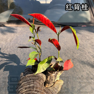 阳台庭院盆栽红背桂花苗小袋苗红紫木四季观叶绿植绿化苗彩叶桂花