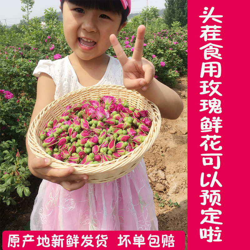 26年头茬新鲜食用平阴玫瑰鲜花 花瓣花苞花蕾 做纯露酱酵素 花朵