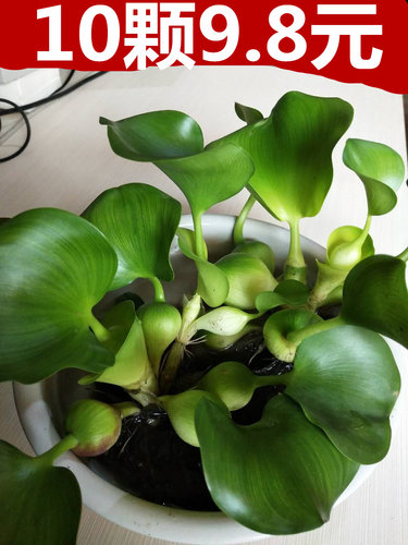 水生水养绿植漂浮水草水葫芦造景