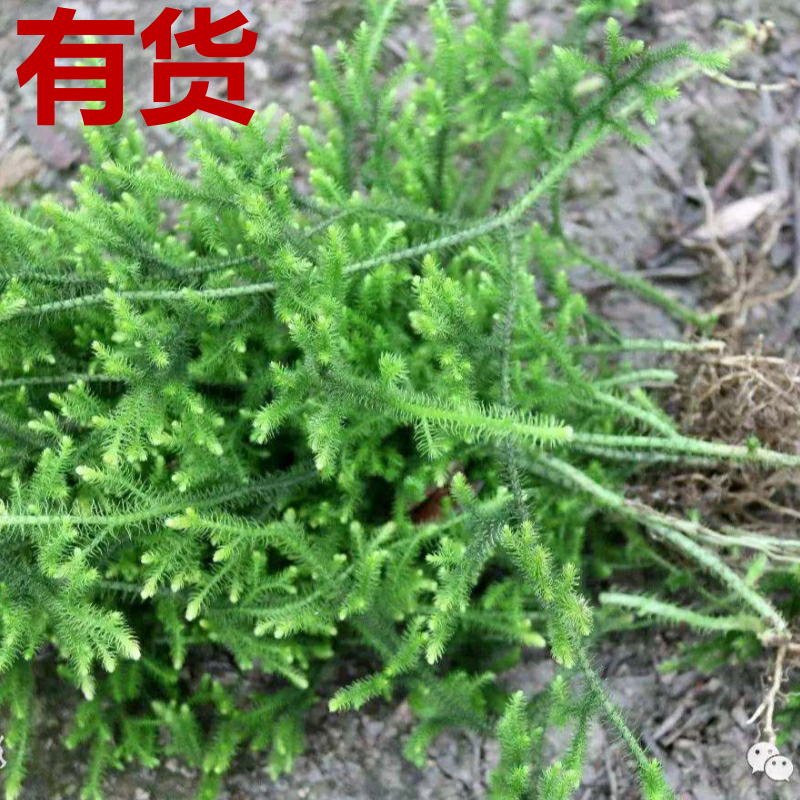 伸筋草狮子草舒筋草石松牛尾菜大顺筋藤大伸筋百部伸筋水摇竹药苗|ruв категории доставка цветов/цветок моделирования/растения садоводства, цветок/растения в горшках (новый), растения - от Buy2taobao.com для оказания профессиональной услуги покупки агента Taobao