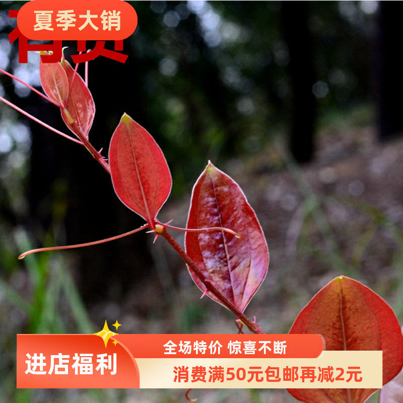 菝葜金刚刺金刚藤乌鱼刺铁菱角马加勒山归来四季盆栽种植草药材苗