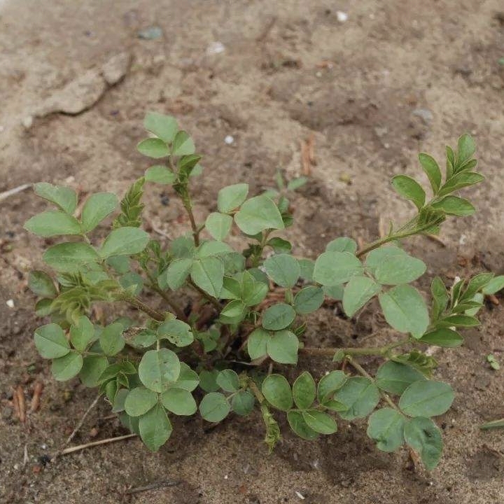 甘草苗甜草根红皮甘草新疆光果甘草中药深沙质土种植苗耐旱苗