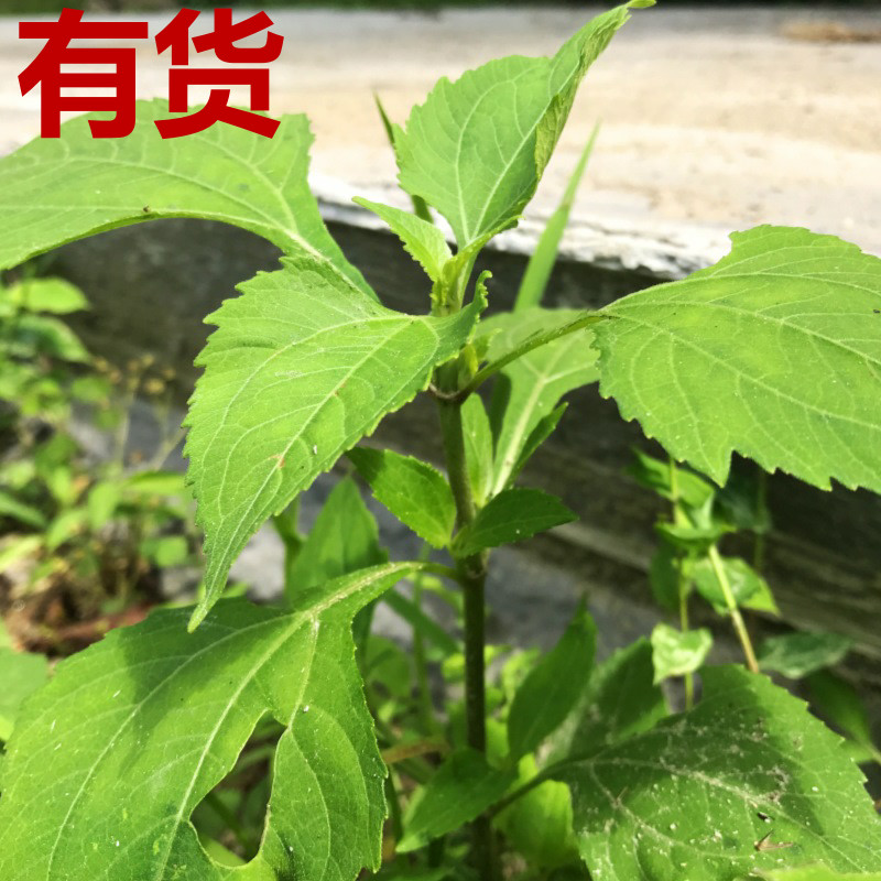 豨莶草 肥猪草 肥猪菜 粘苍子粘金强子珠草棉苍狼黄花仔 中草药苗