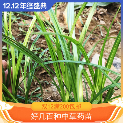 香附子药用中草药种植苗观赏阳台