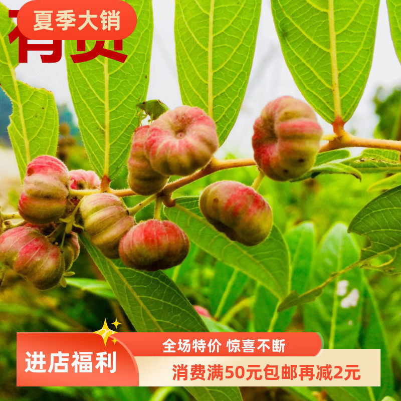 算盘子根算盘子叶黎击子野南瓜算盘珠红橘仔血木瓜磨盘树子草药苗