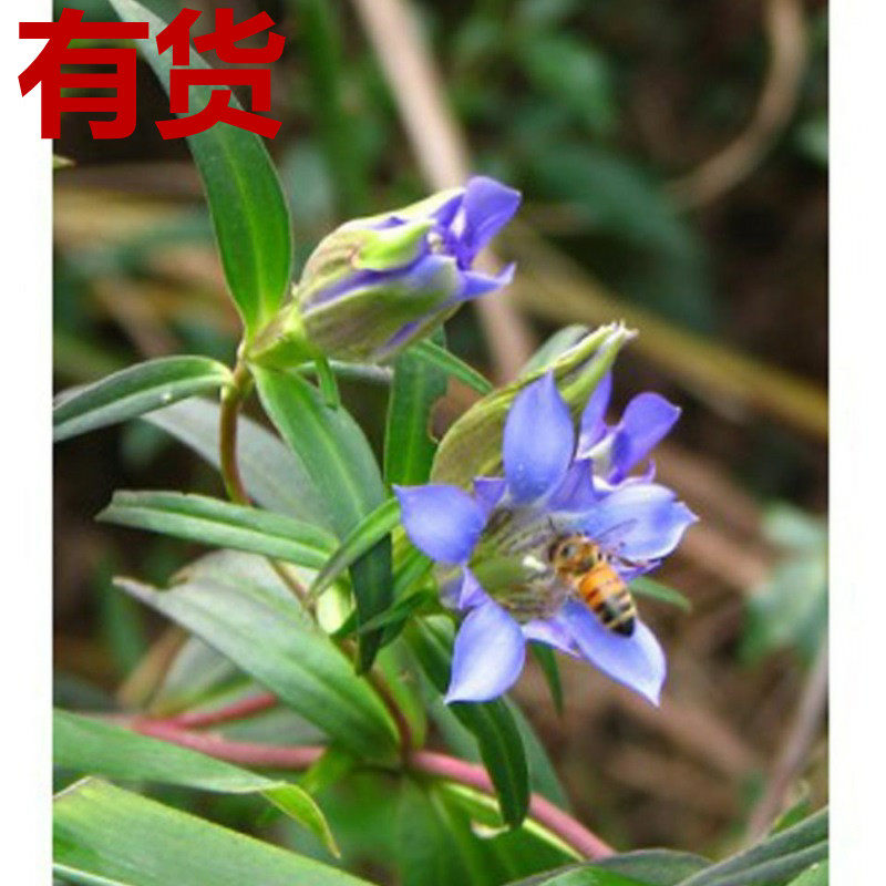 龙胆 陵游 草龙胆 龙胆草 苦龙胆草 胆草 山龙胆四叶胆水龙胆药苗