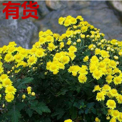 野黄菊花 野菊花菊苦薏路边黄山黄菊九月小菊花草本植物中草药苗
