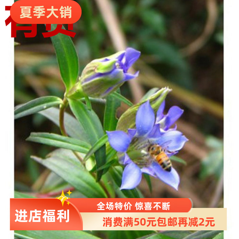 龙胆 陵游 草龙胆 龙胆草 苦龙胆草 胆草 山龙胆四叶胆水龙胆药苗