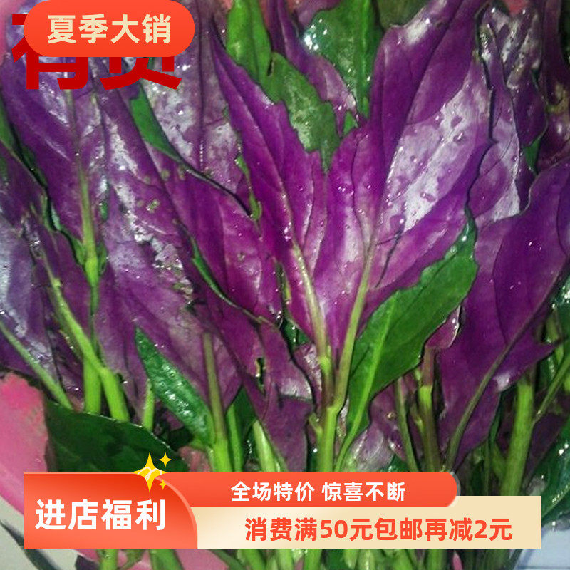 红背菜观音菜当归红凤菜观音苋红背紫背菜四季野菜苗家庭盆栽种苗