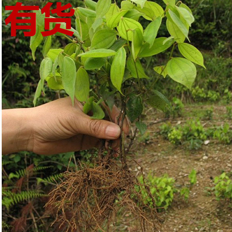 乌药 旁其天台乌药矮樟矮樟根土木香鲫鱼姜鸡骨香白叶柴四季种苗