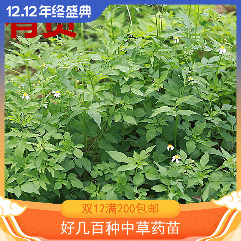 鬼针草鬼钗草虾钳草蟹钳对叉草粘人草粘连子豆渣草冬春中草药材苗