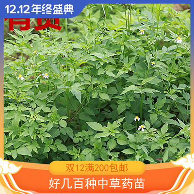 鬼针草鬼钗草虾钳草蟹钳对叉草粘人草粘连子豆渣草冬春中草药材苗