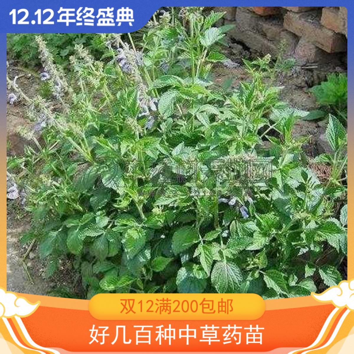 丹参大红袍植物盆栽庭院阳台中草药苗红根苗药材苗血参根绿植鲜活