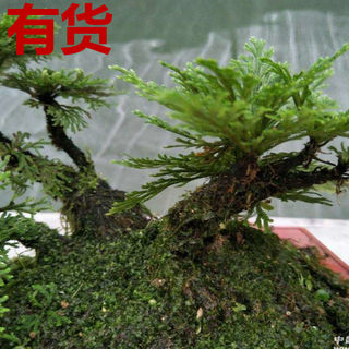 九死还魂草 长命草 长生不死草 万岁草 卷柏 盆栽绿植草药苗