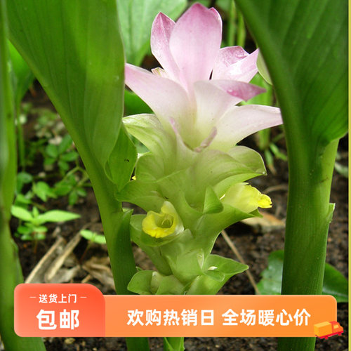 杭白菊花苗白术白芍贝母玄参元胡笕麦冬温郁金浙八味中药材种植苗